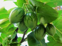 Tree Tomatoes