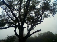 Tree With Fog