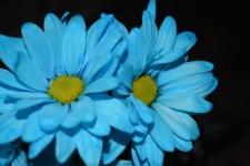 Two Blue Daisy Flowers Macro