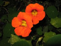 Two Orange Nasturtiums