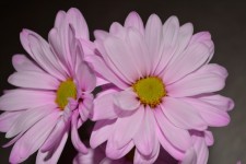 Two Pink Daisy Blossoms Vines
