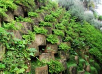 Wall Covered With Green Plants