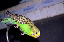 Watchful Parakeet
