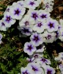 White And Purple  Phlox Flowers