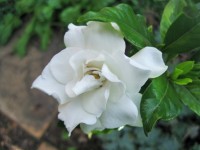 White Fragrant Flower