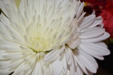White Macro Flower Vine Blossoms