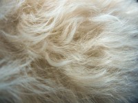 White Pomapoo Fur Close-Up