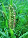 Wild Grass In Seed