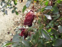 Withered Rose Macro 4
