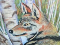 Wolf In Powder Pastel