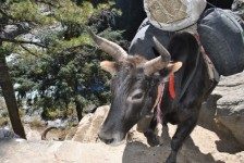 Yak In The Himalayas.