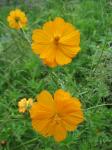 Yellow Cosmos With Green Background