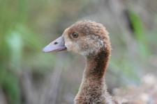 Young Egyptian Goose