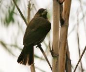 Young Male Thick Billed Weaver