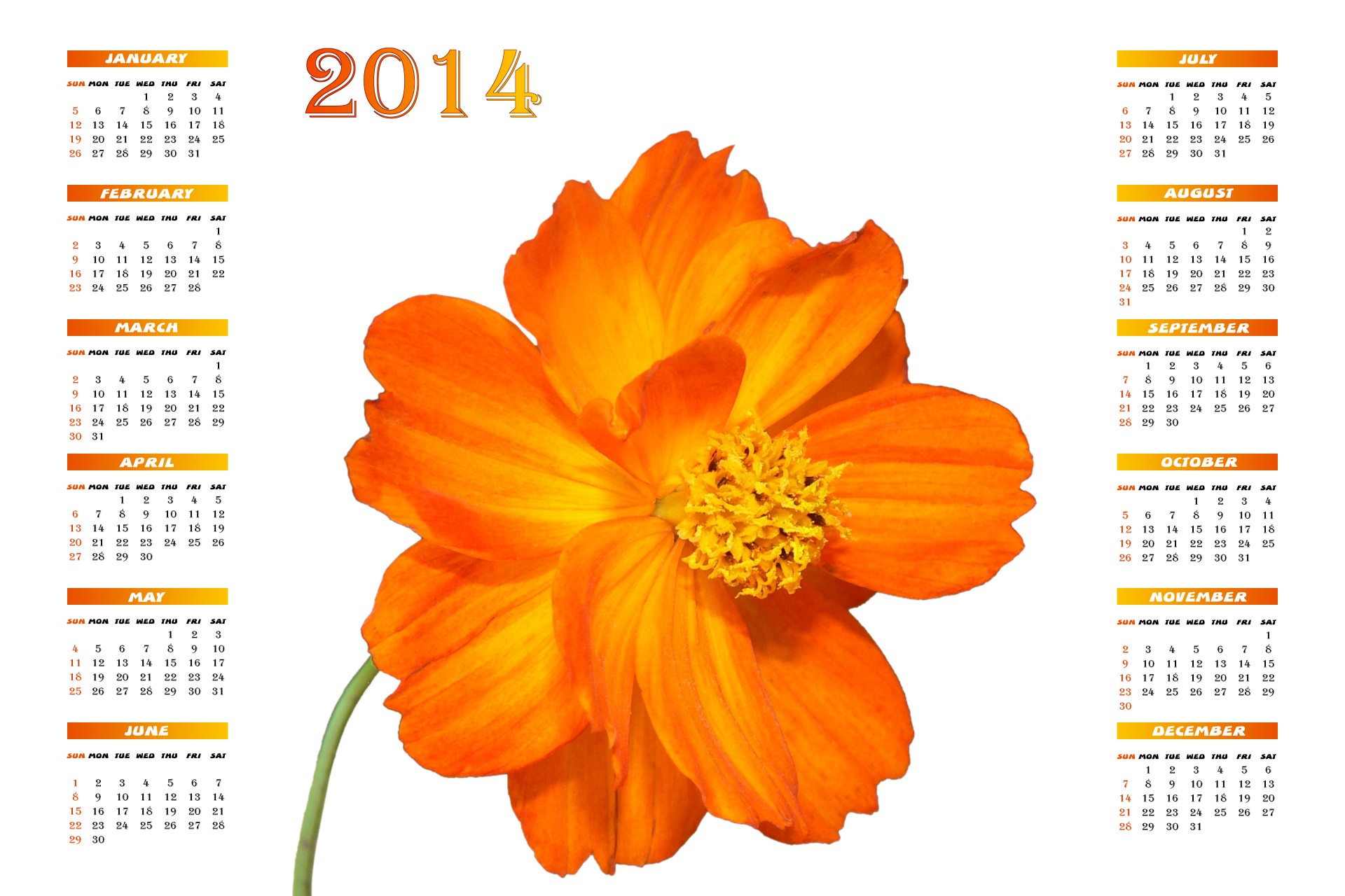 2014 Dahlia Calendar
