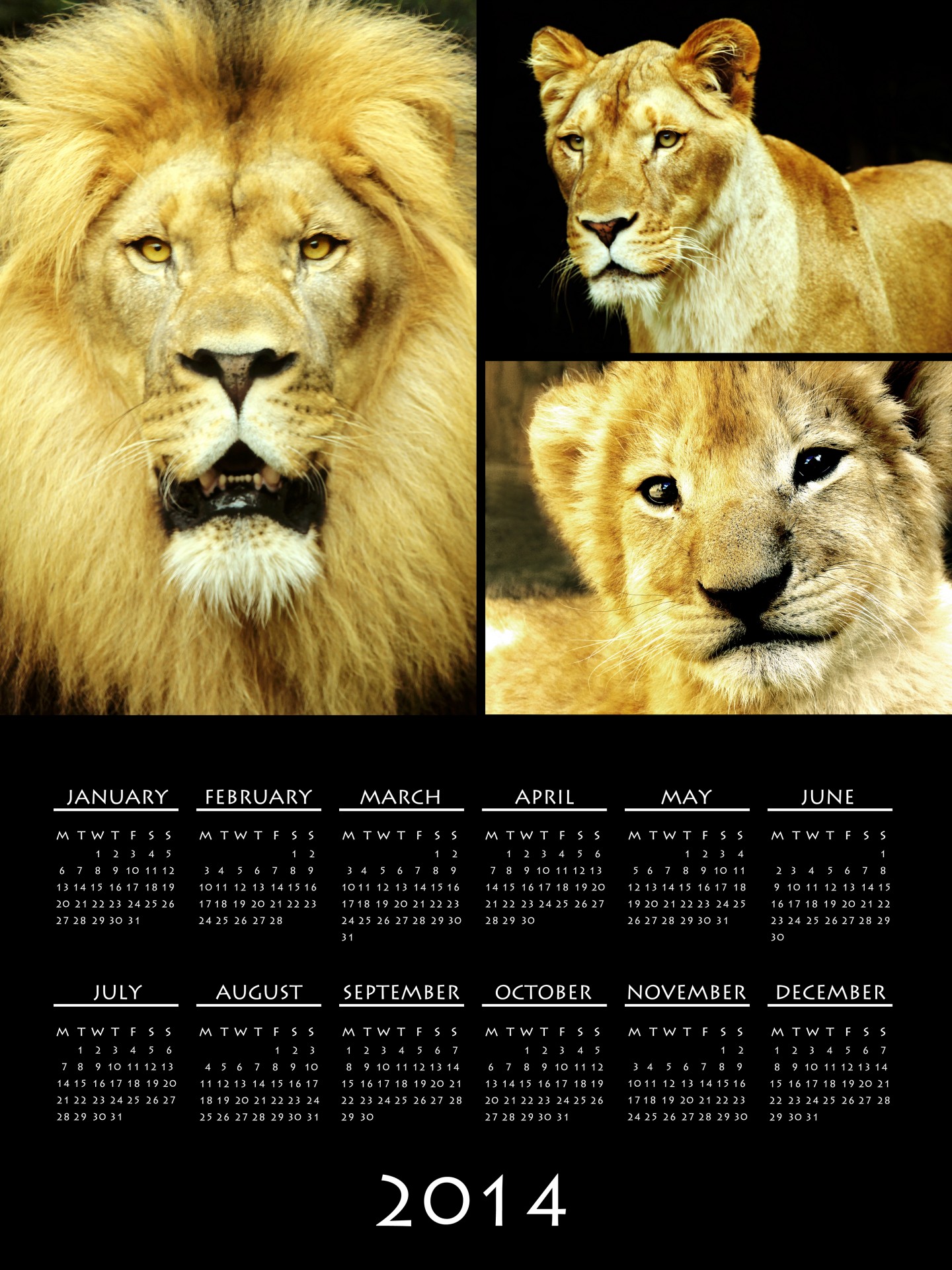 2014 Lion Calendar