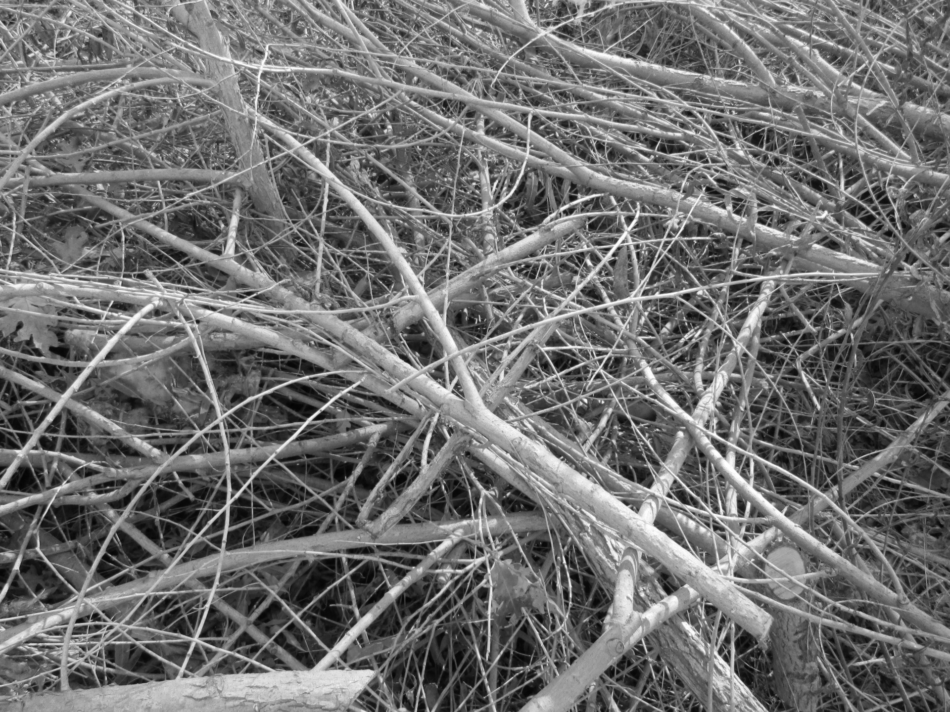 Branches Texture I