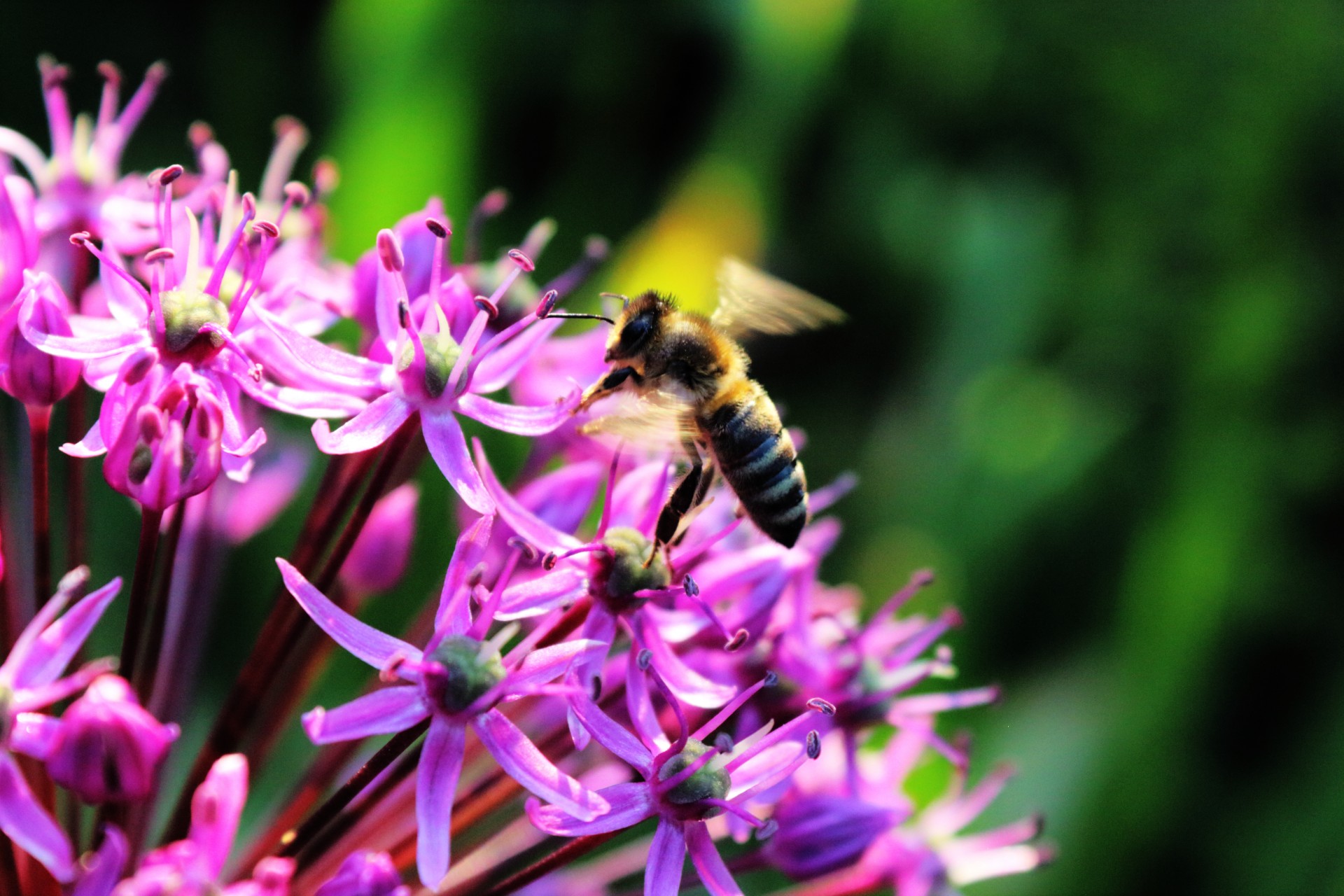 busy-bee-free-stock-photo-public-domain-pictures