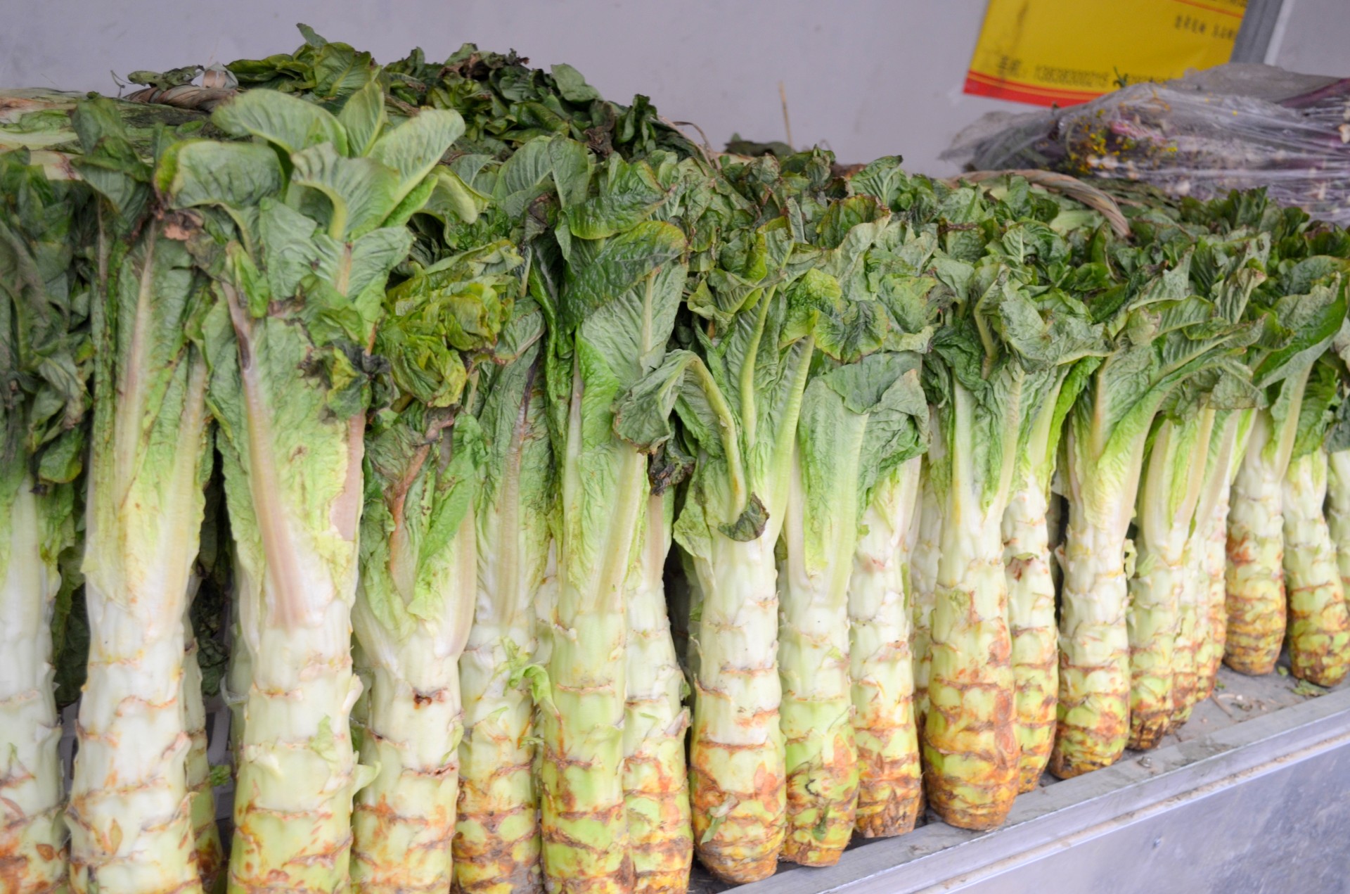 Celtuce is a lettuce family originating from southern China. It is named after its unique combination of characteristics, the celery-like stalks and the lettuce-like leaves.