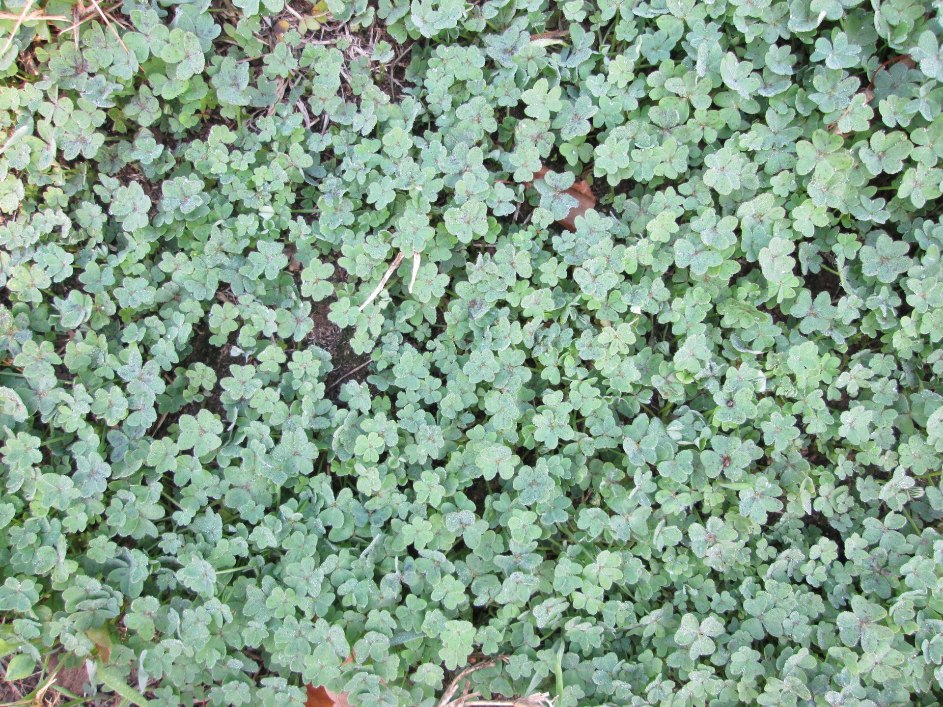 Clover Patch, textural photograph for backgrounds etc.