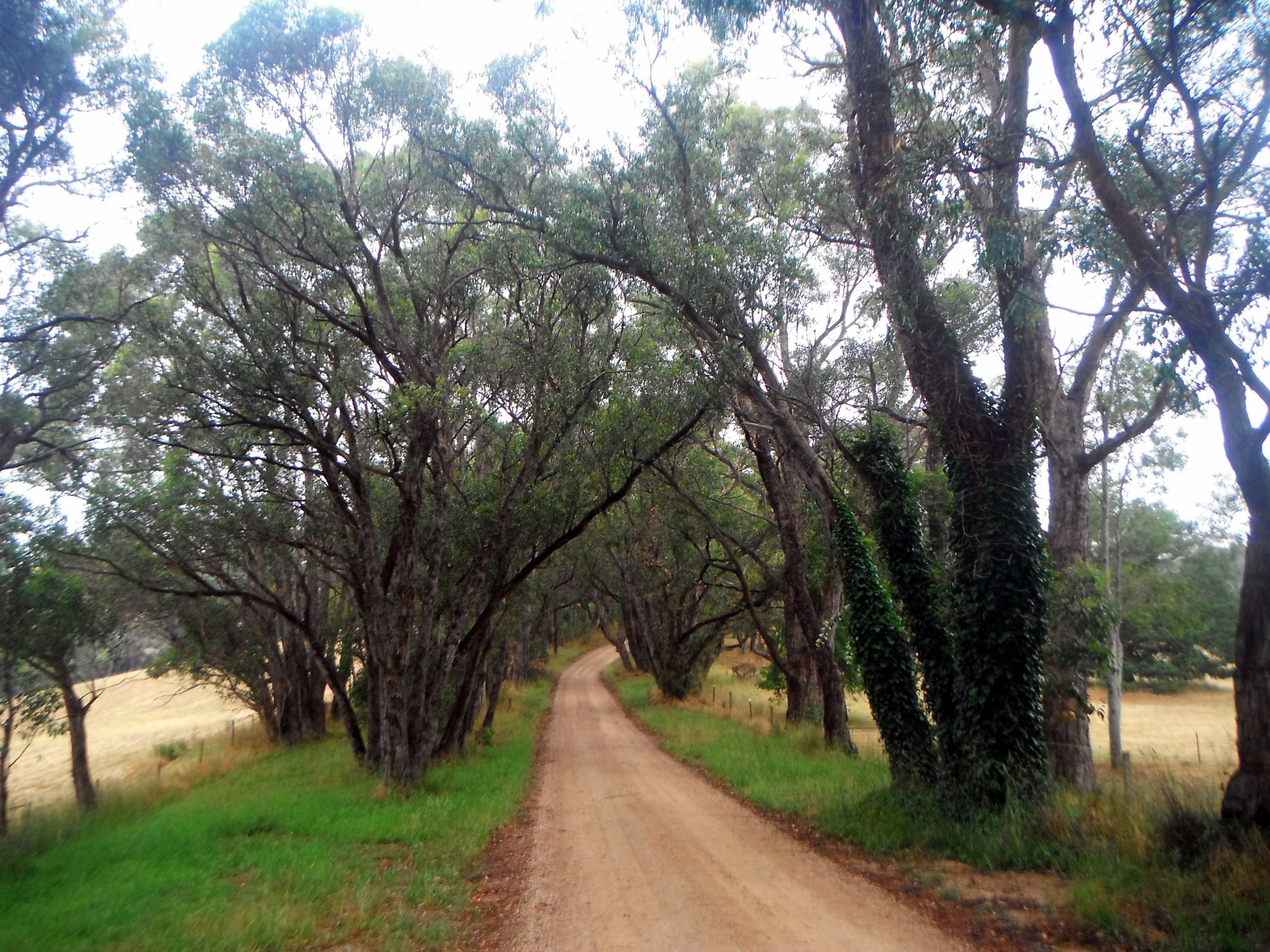 A tree lined road in the Adelaide hills has an old world charm.