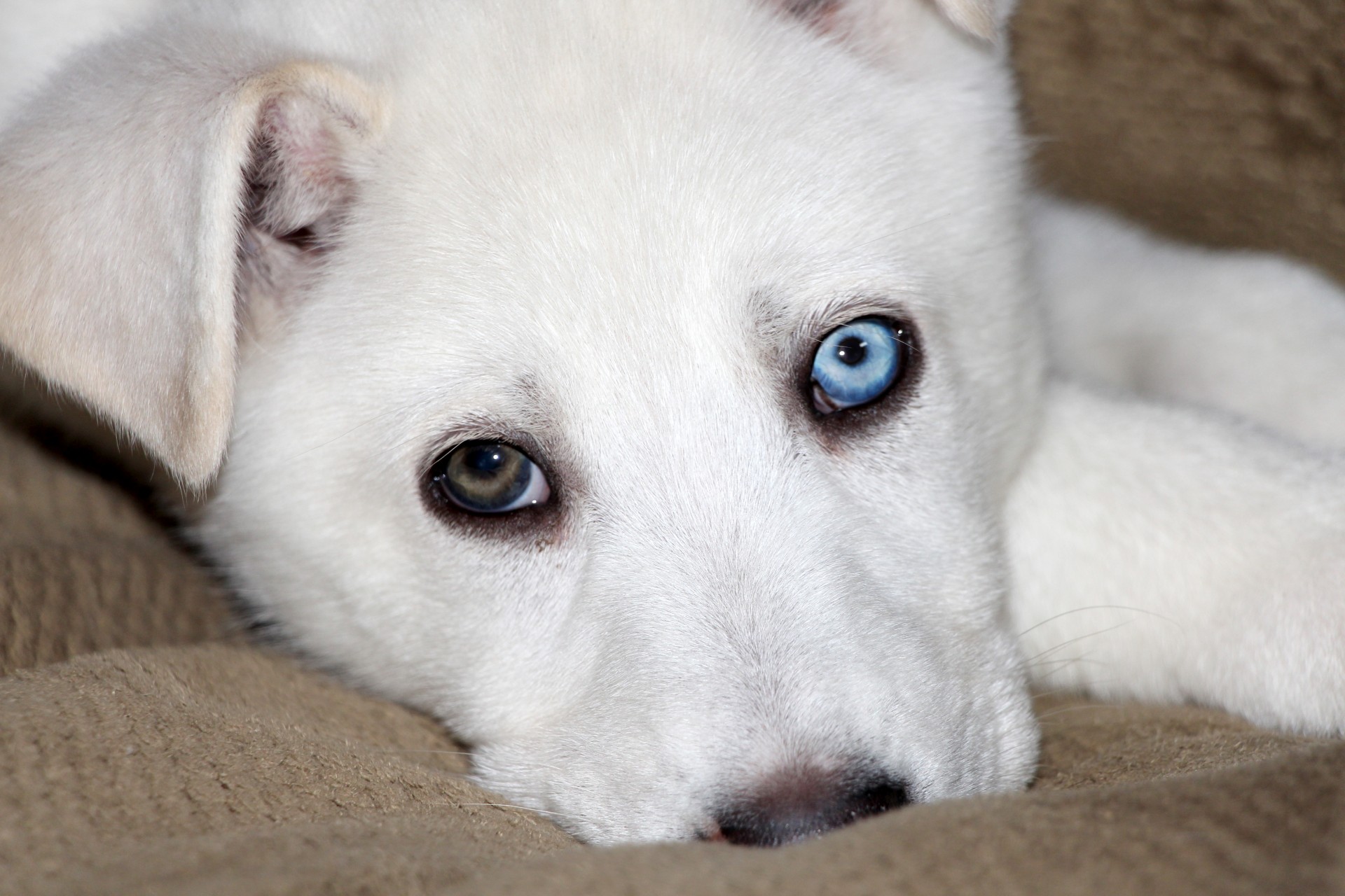 White husky mix puppy with different colored eyes