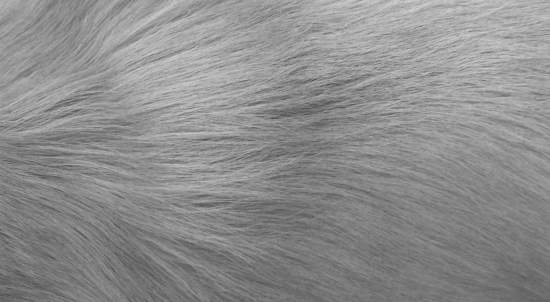 Dog Fur Texture II