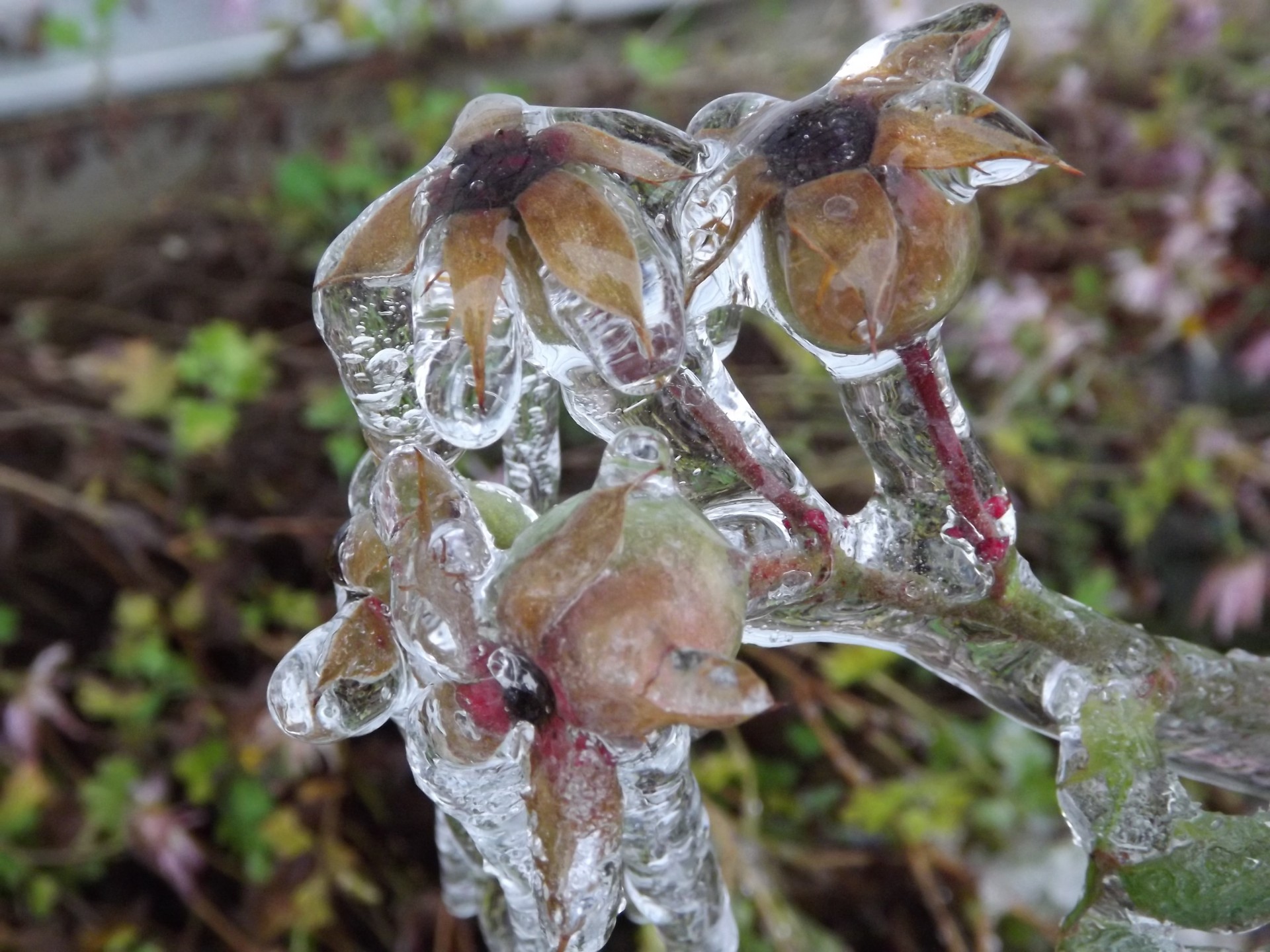 Ice covers flower