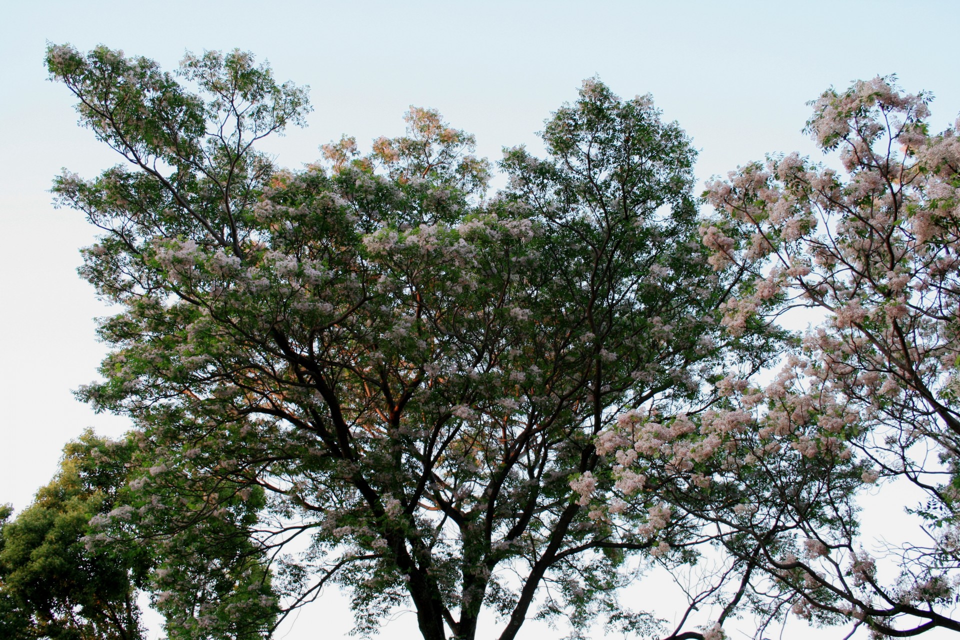 Flowering  Syringa Trees