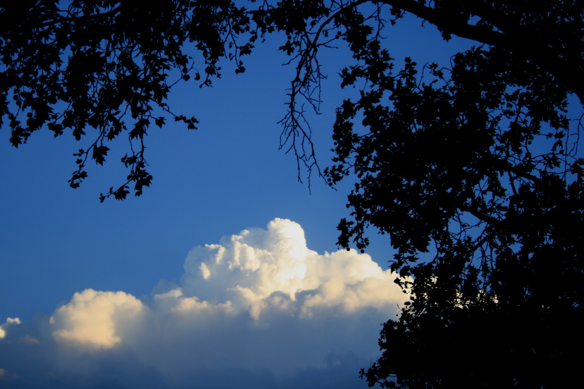 foliage silhouette and large white cloud