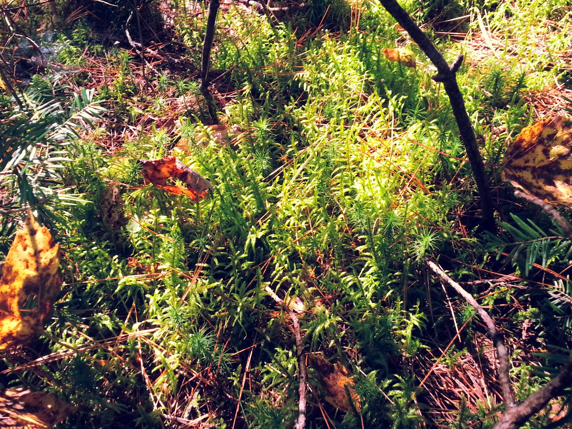 Forest Ground Free Stock Photo - Public Domain Pictures