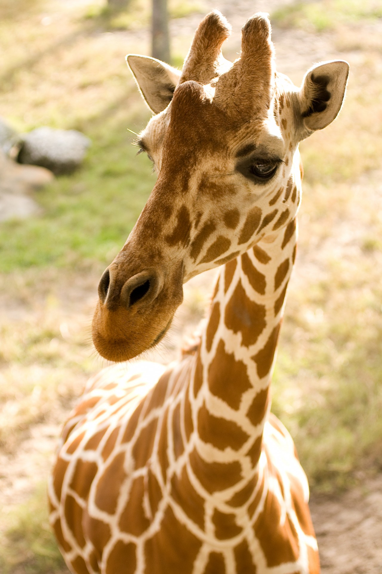 Giraffe At The Zoo