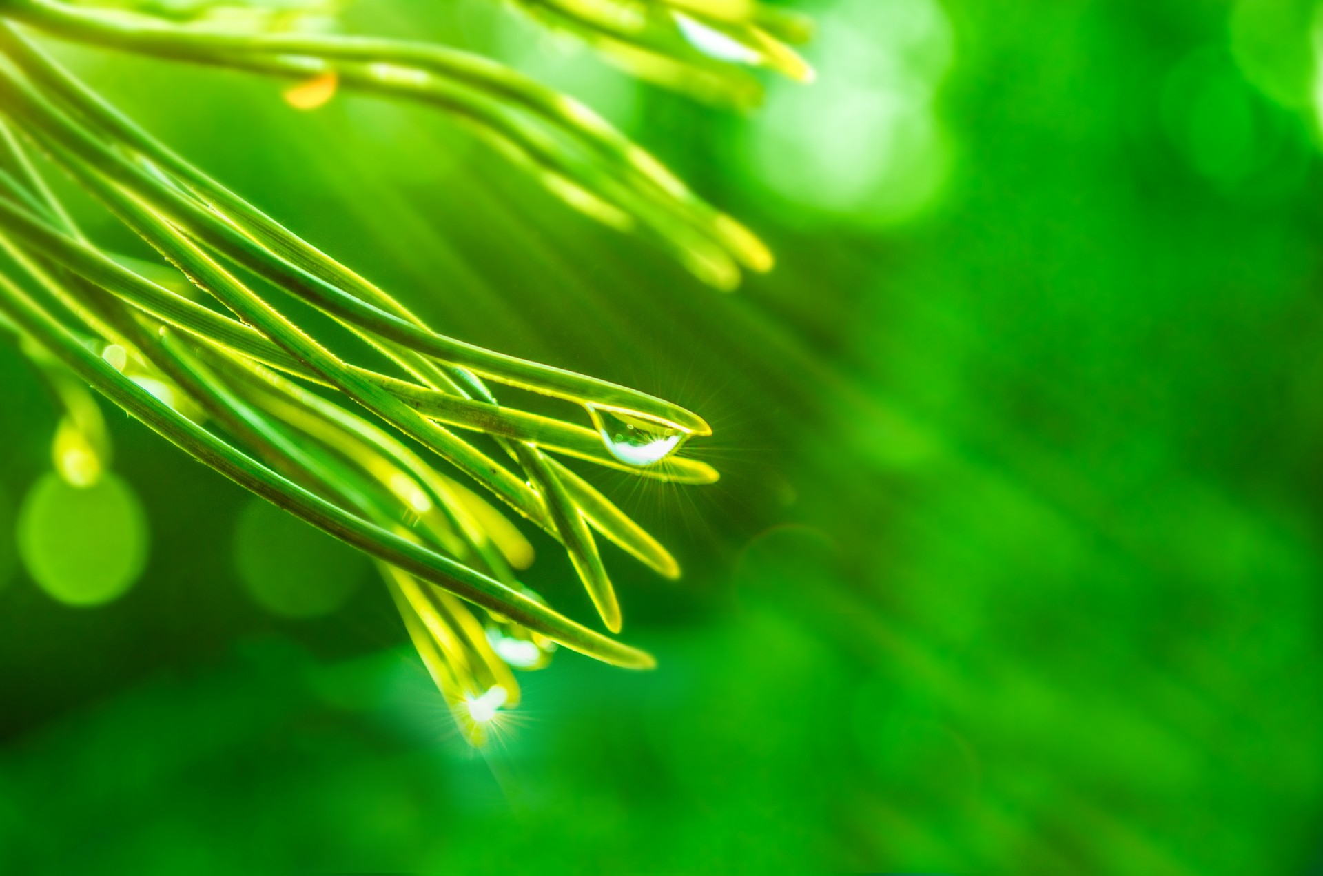 Green Branches With Water Drops