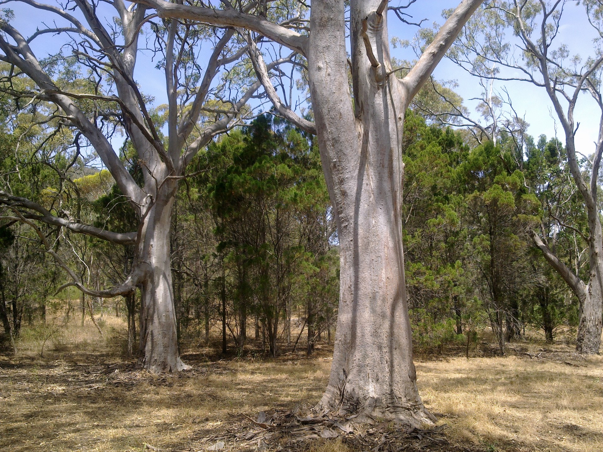 Black Hill park has many fine river red gums
