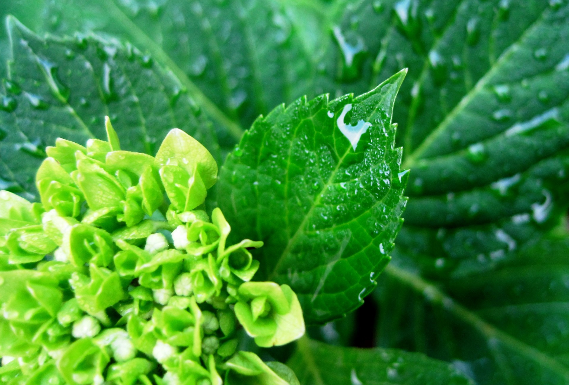 Hydrangea Leaf With Raindrops