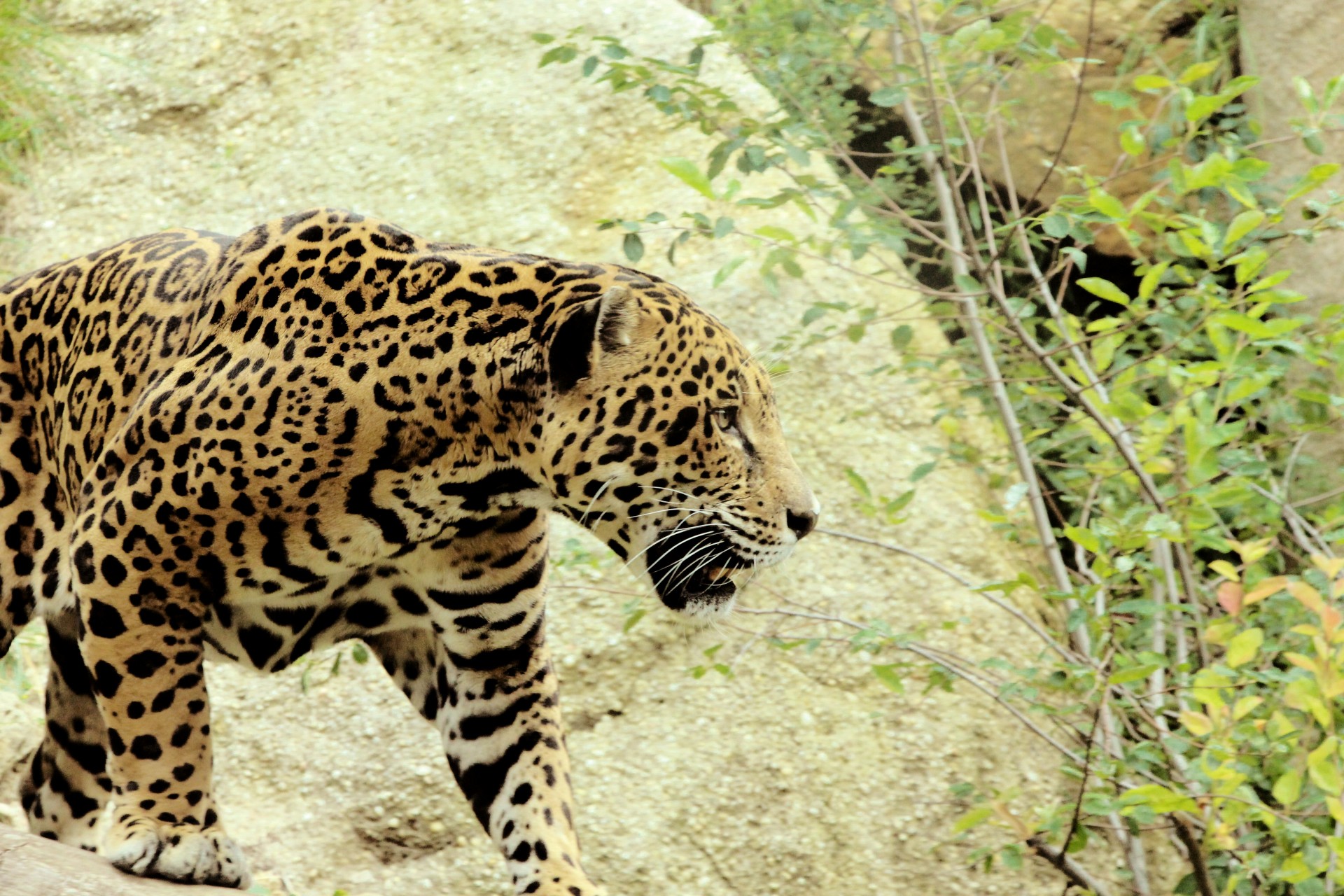 jaguar-walking.jpg