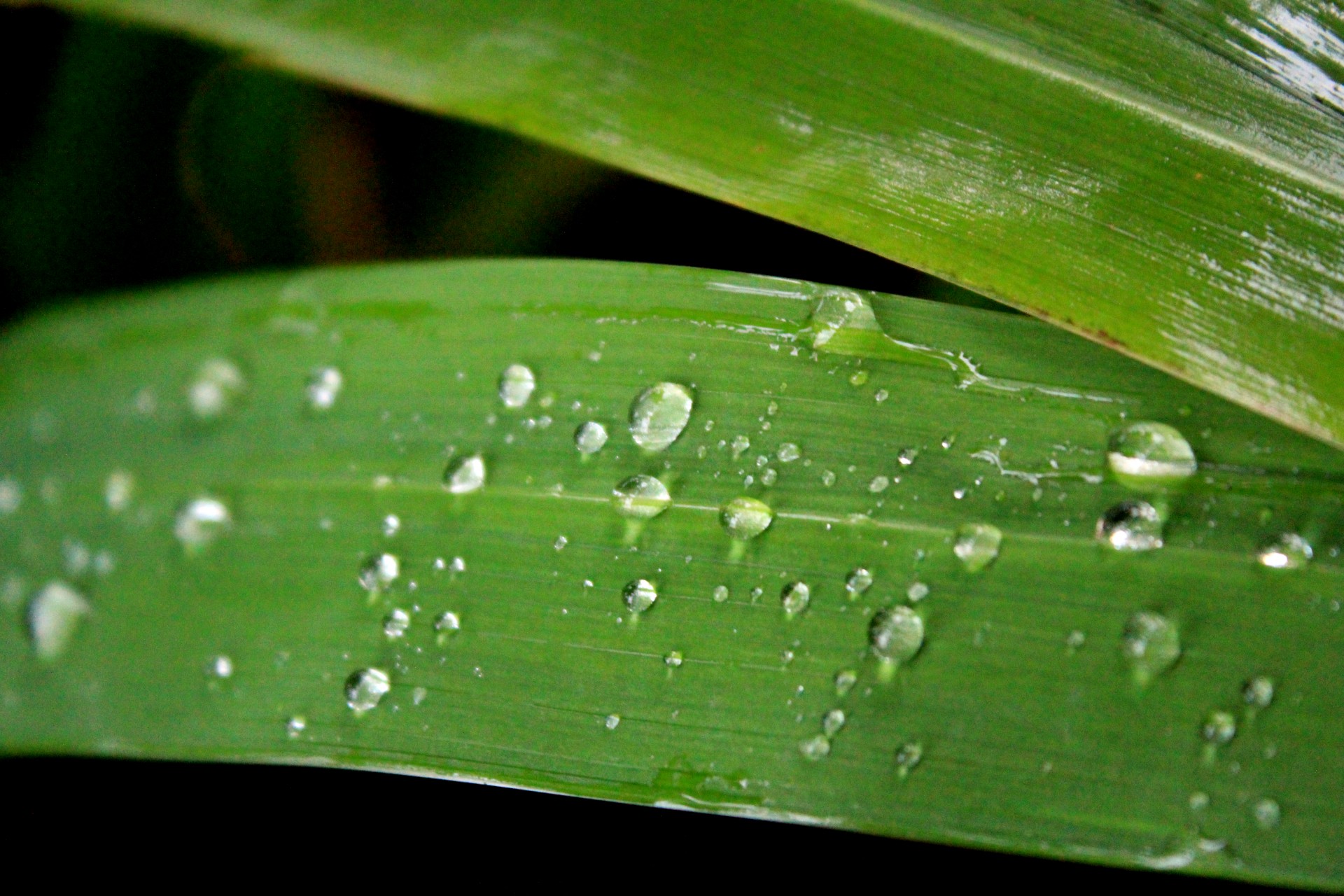 Leaves With Water Drops