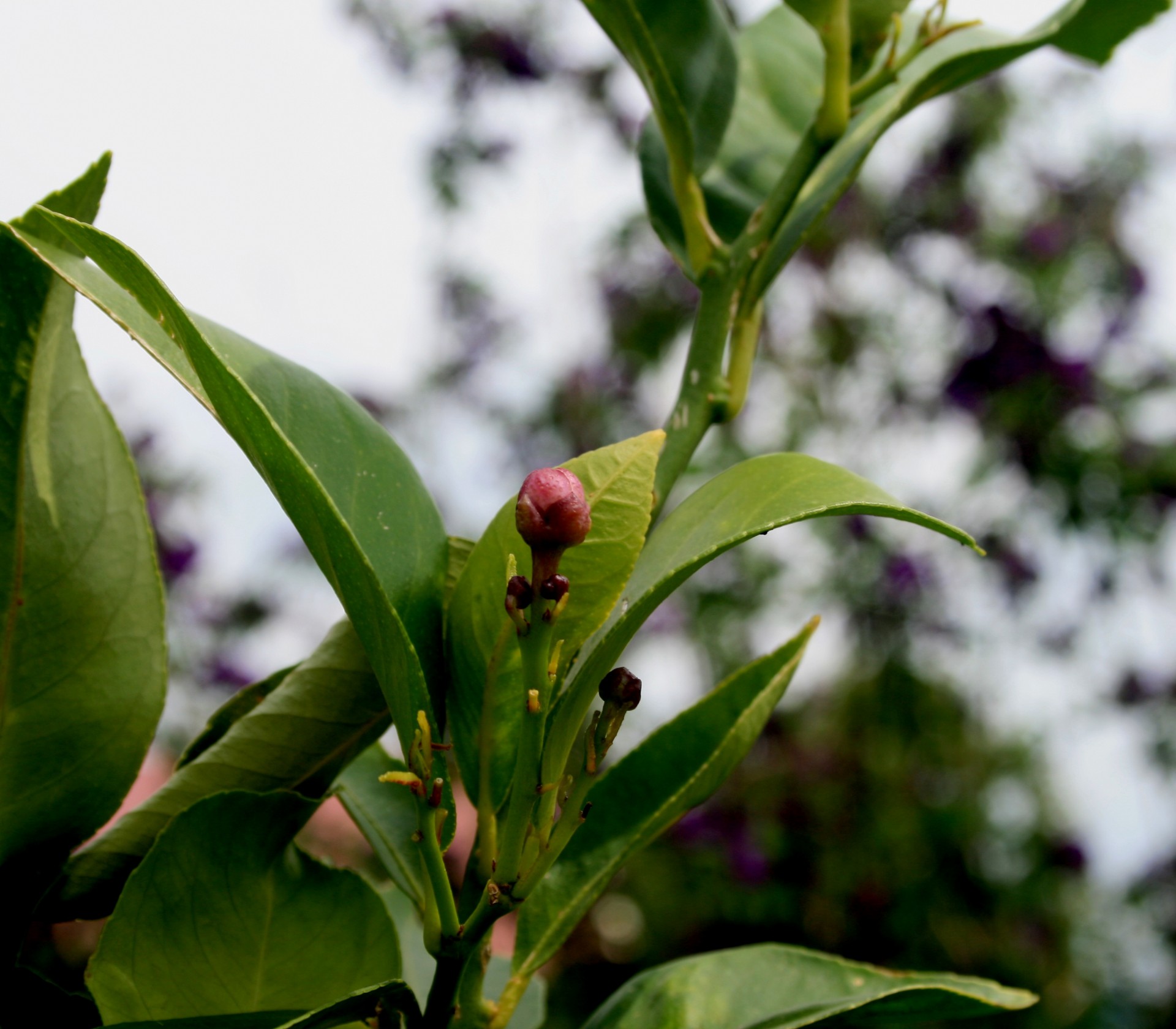 Lemon Tree Buds