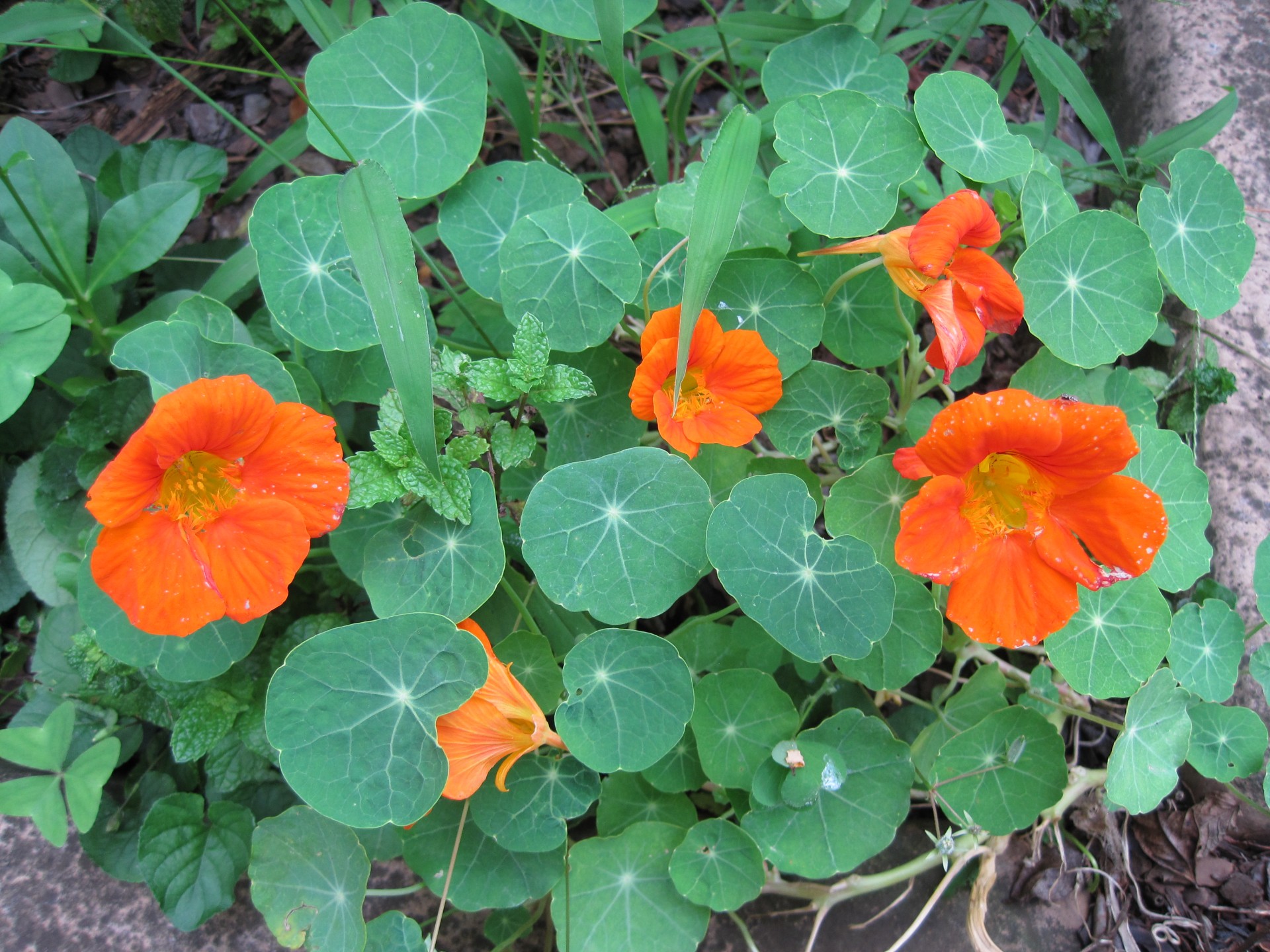 Orange Nasturtium Free Stock Photo - Public Domain Pictures