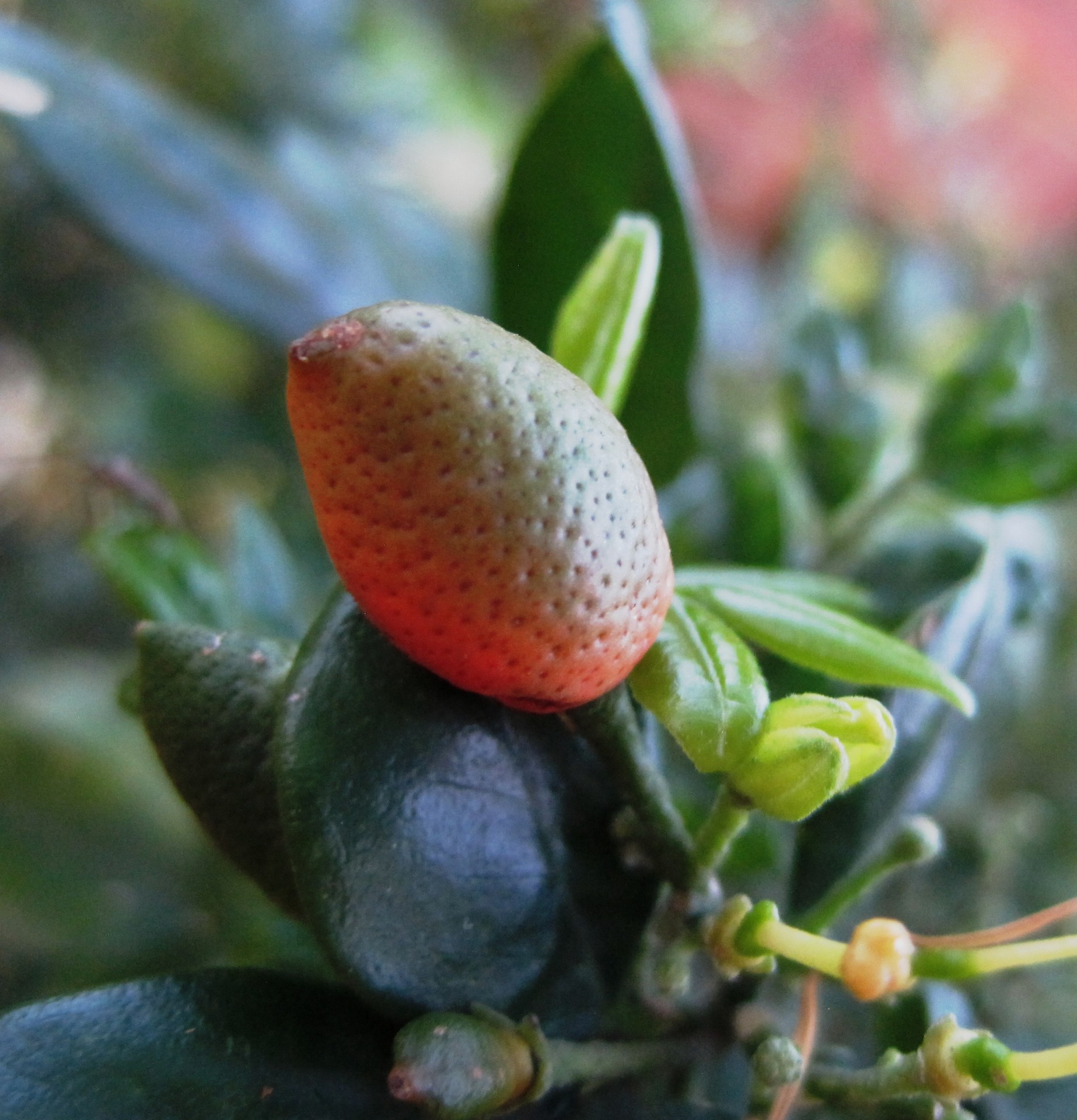 Ornamental Fruit