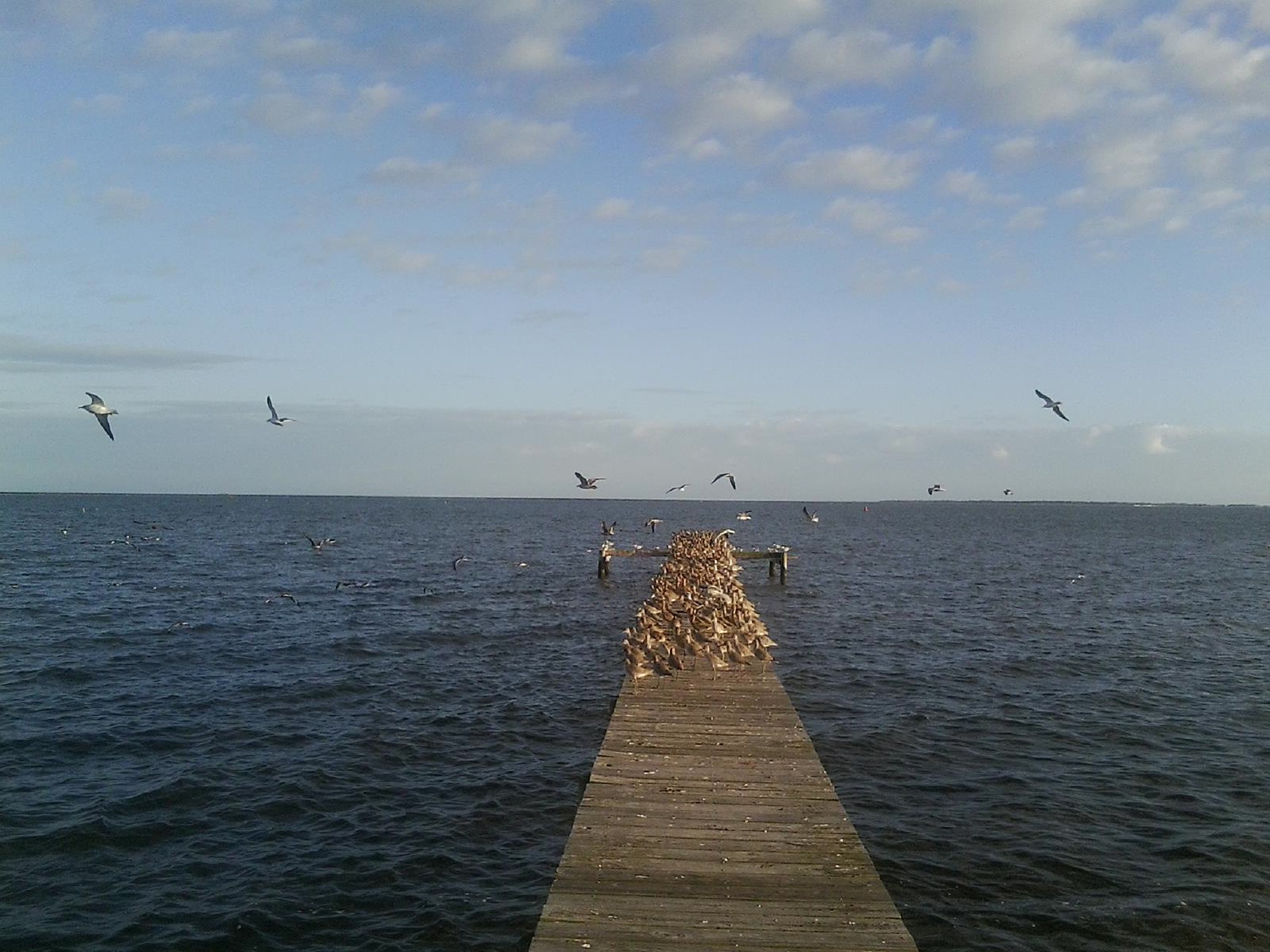 Pier Seabirds