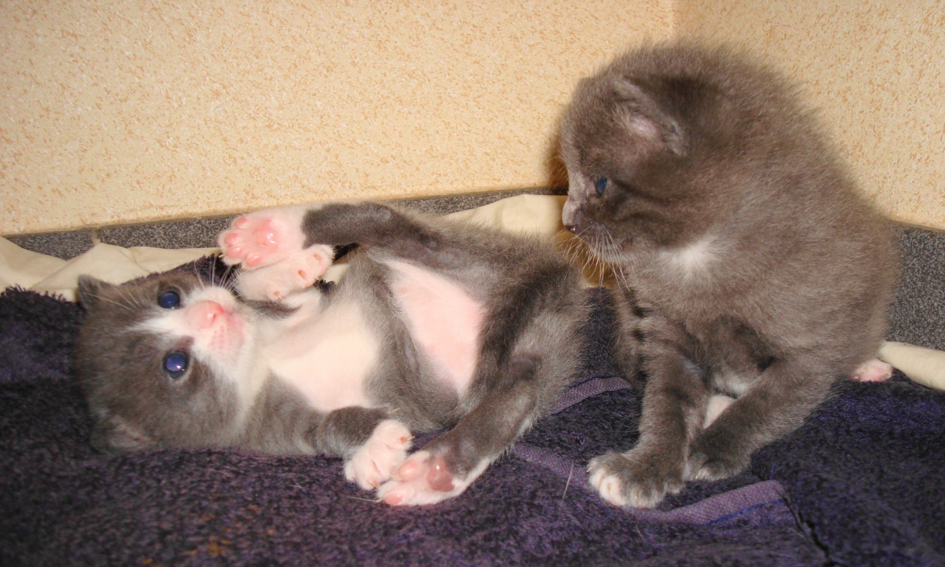 Two playing, newborn kittens.