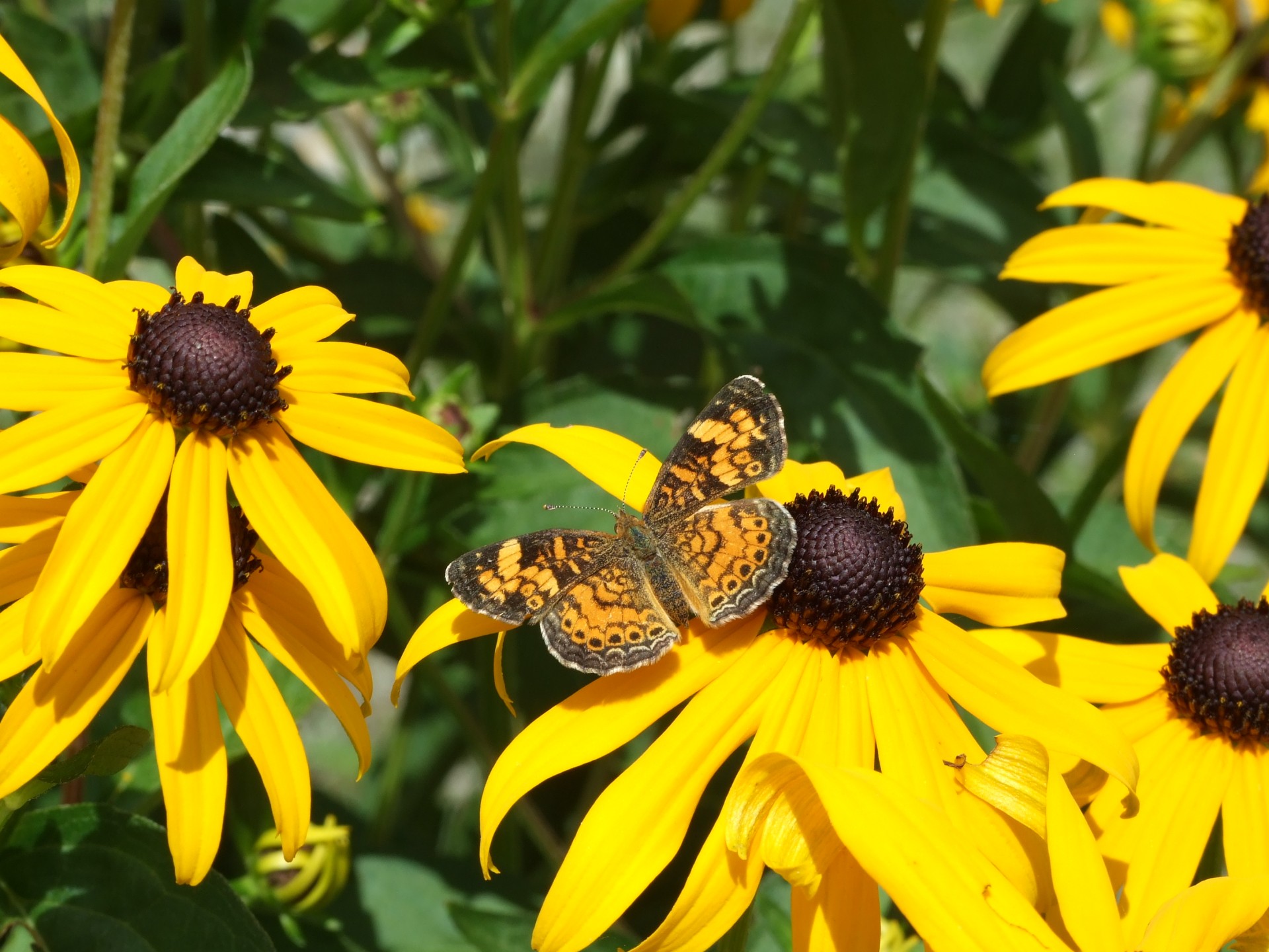 Pretty Black and Orange Butterfly spending a Summer Day with the Black Eyed Susan Flowers