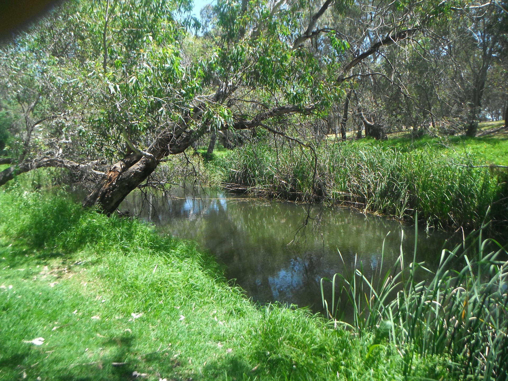 This small river flows through the Adelaide and its suburbs,which makes this a quite place to be.