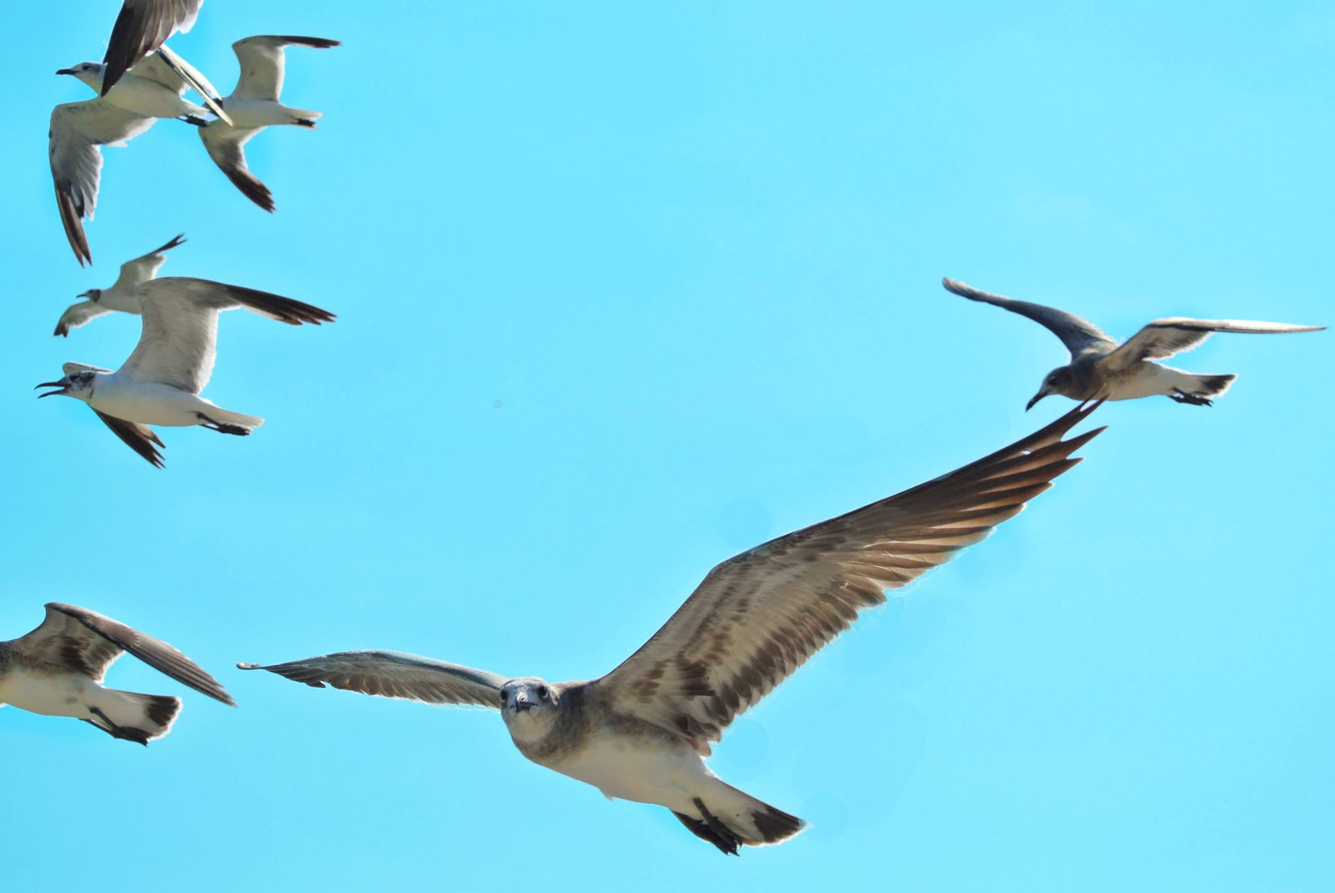 Seagulls Flying Birds