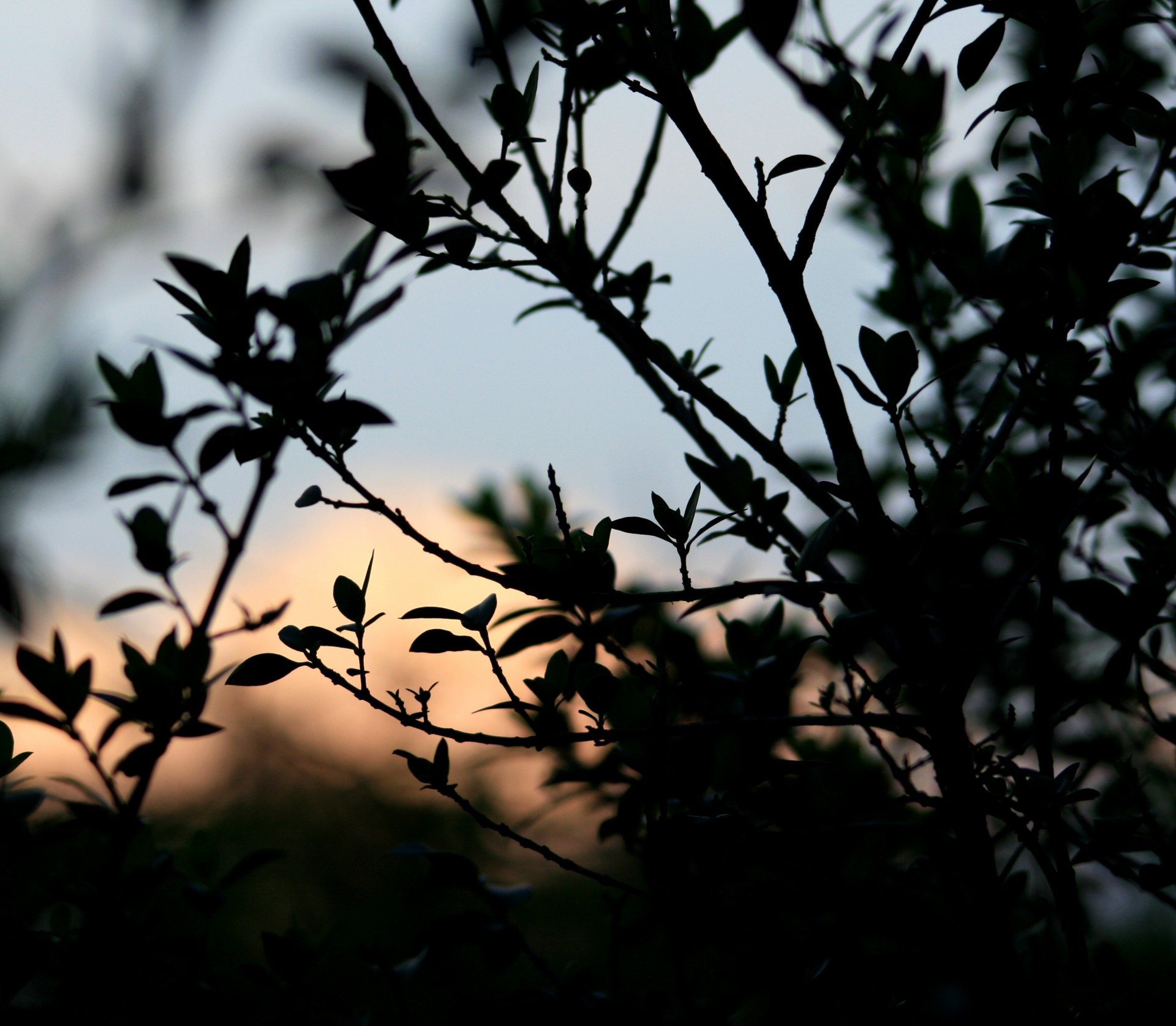 Shrub In Silhouette At Sunset