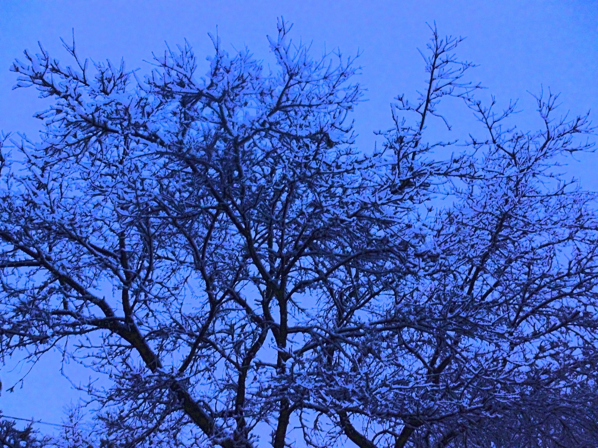 Snowy Tree At Dusk