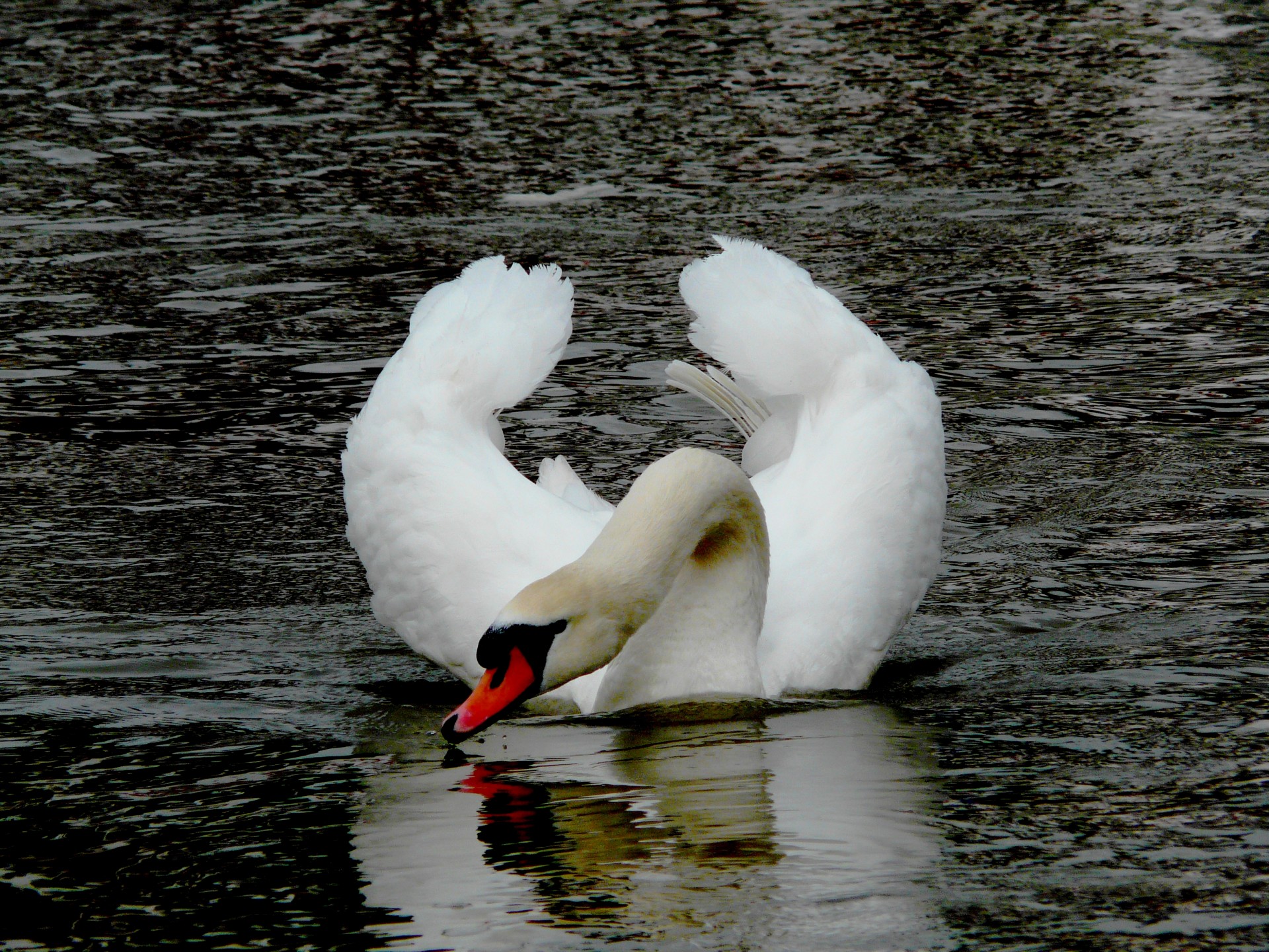 Swan, Elegantly