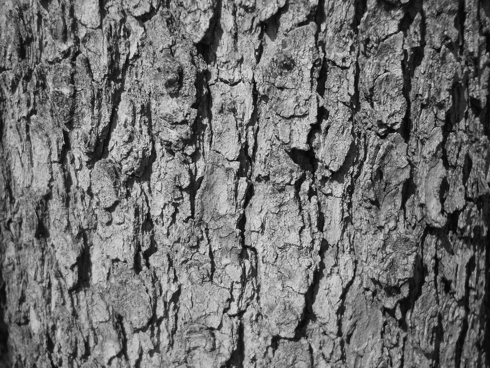 Tree Bark VI
