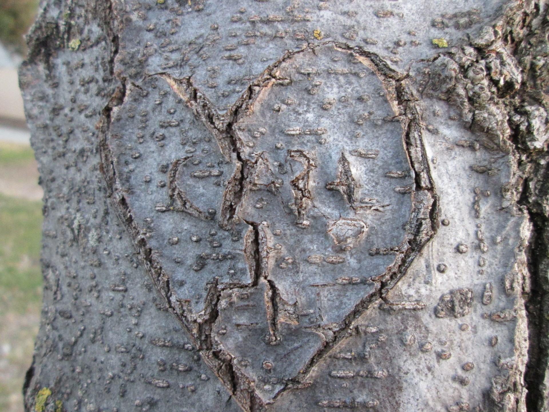 Tree Carving 1